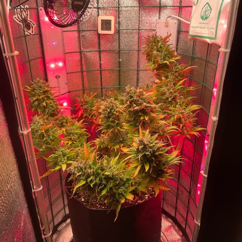 Miroslava growlog timeline photo