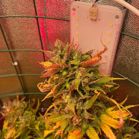Miroslava growlog timeline photo