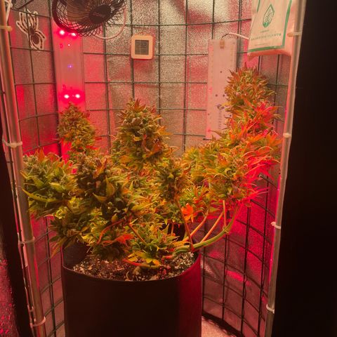 Miroslava growlog timeline photo