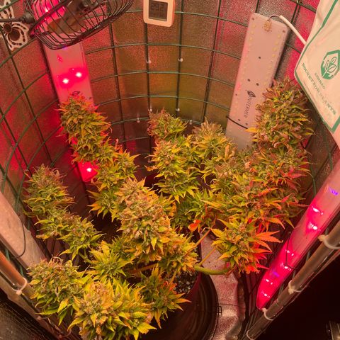 Miroslava growlog timeline photo