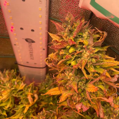 Miroslava growlog timeline photo