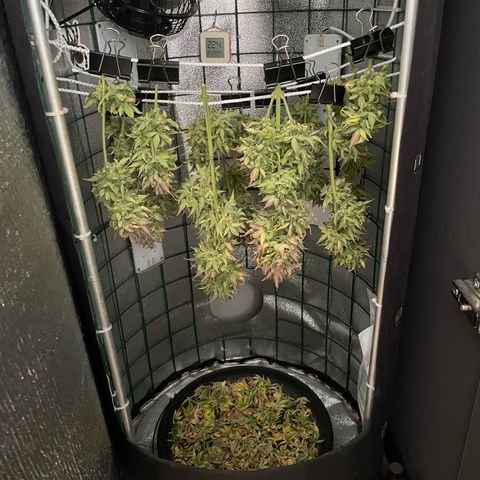 Miroslava growlog timeline photo