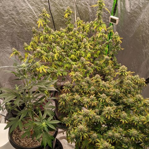 Chiesel x (ECSD x (SFV x Chem)) growlog timeline photo