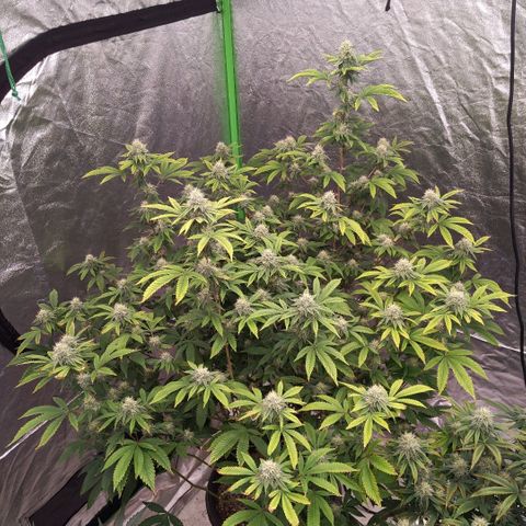 Chiesel x (ECSD x (SFV x Chem)) growlog timeline photo