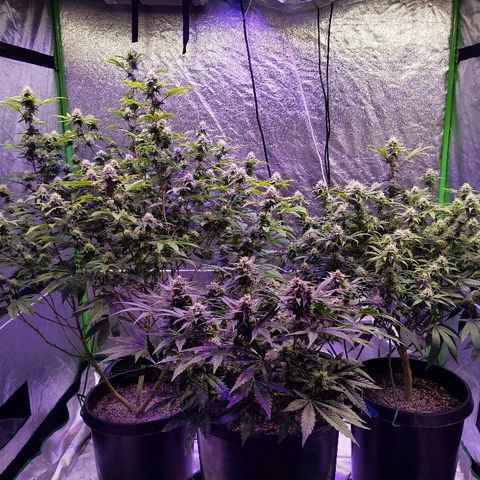 Chiesel x (ECSD x (SFV x Chem)) growlog timeline photo
