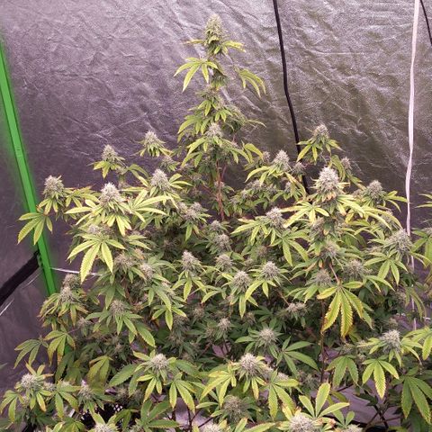 Chiesel x (ECSD x (SFV x Chem)) growlog timeline photo