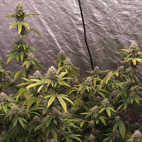 Chiesel x (ECSD x (SFV x Chem)) growlog timeline photo