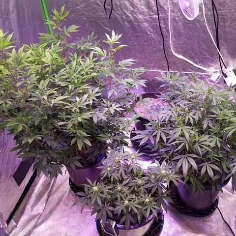 Chiesel x (ECSD x (SFV x Chem)) growlog timeline photo