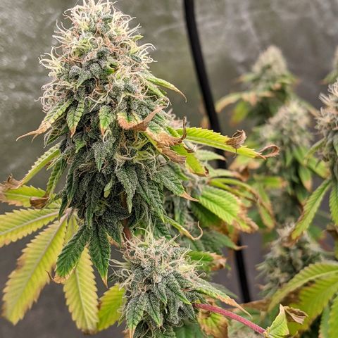 Chiesel x (ECSD x (SFV x Chem)) growlog timeline photo