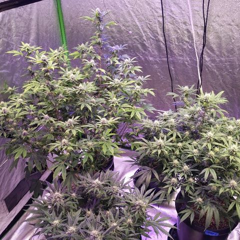 Chiesel x (ECSD x (SFV x Chem)) growlog timeline photo