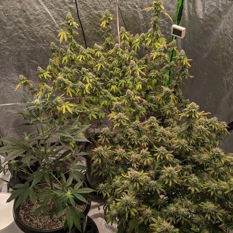 Chiesel x (ECSD x (SFV x Chem)) growlog timeline photo