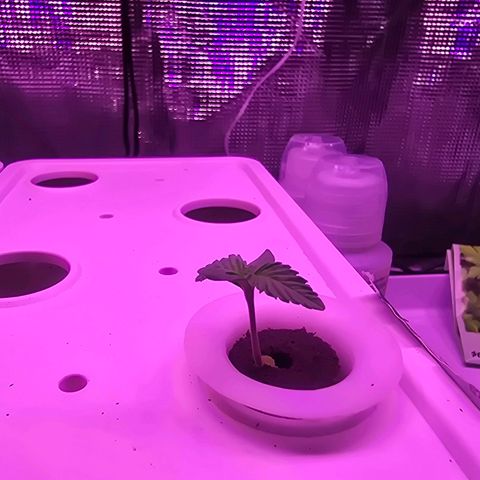 Space Queen growlog timeline photo