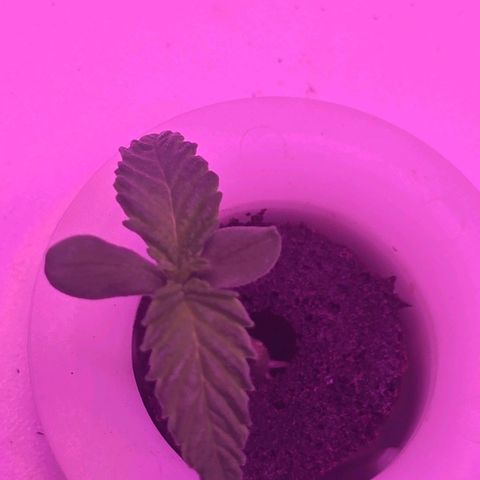 Space Queen growlog timeline photo