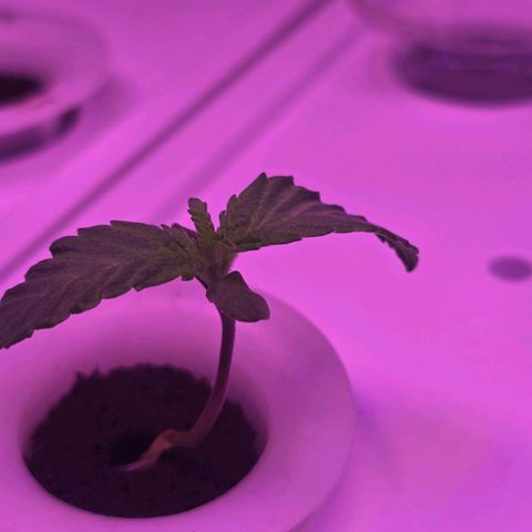 Space Queen growlog timeline photo