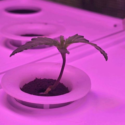 Space Queen growlog timeline photo