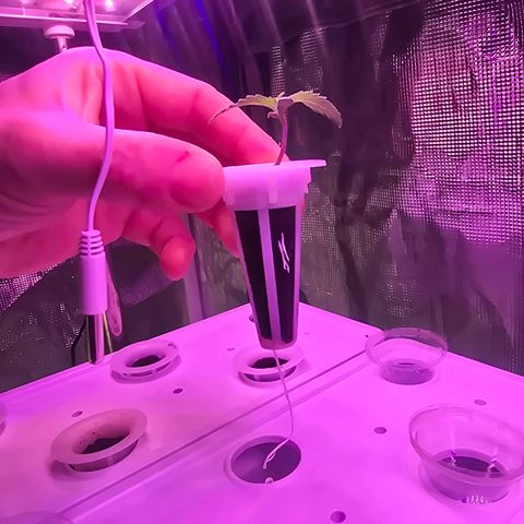 Space Queen growlog timeline photo