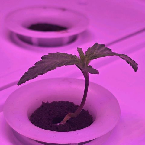 Space Queen growlog timeline photo
