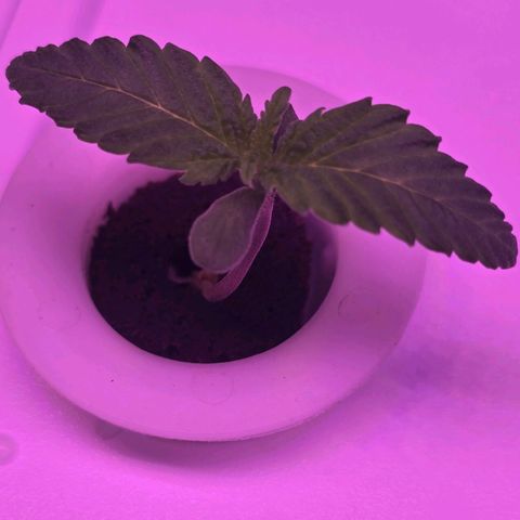 Space Queen growlog timeline photo