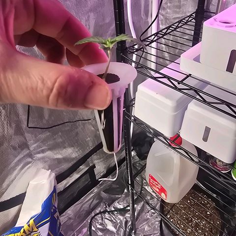 Space Queen growlog timeline photo