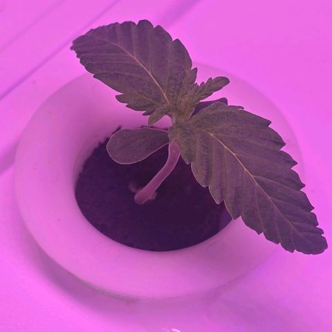 Space Queen growlog timeline photo