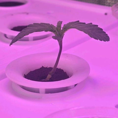 Space Queen growlog timeline photo