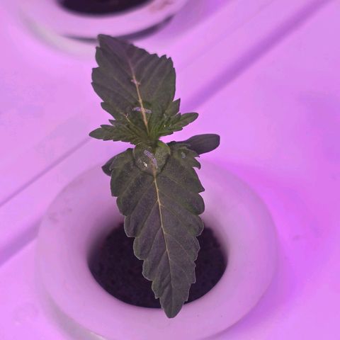 Space Queen growlog timeline photo