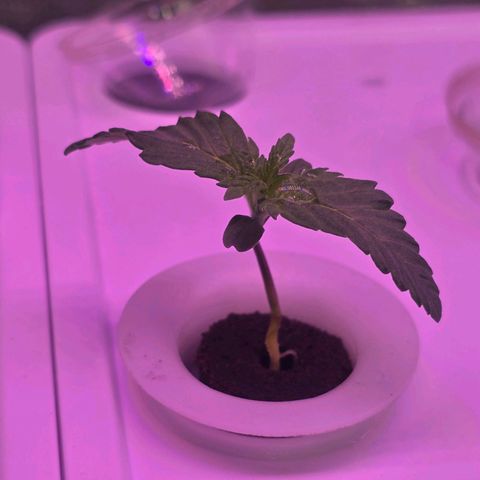 Space Queen growlog timeline photo