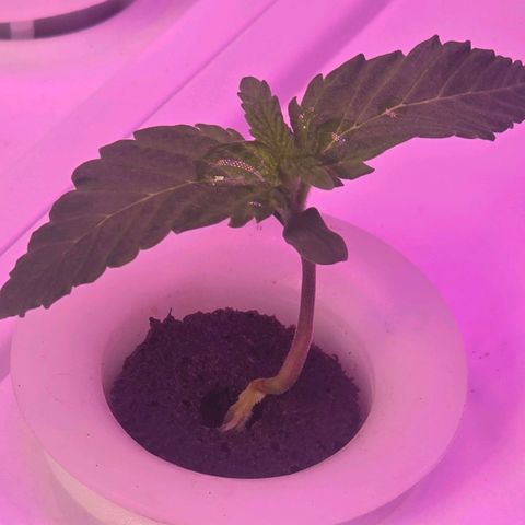Space Queen growlog timeline photo