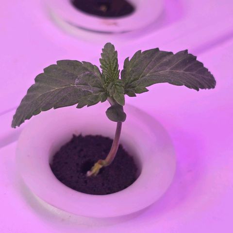 Space Queen growlog timeline photo