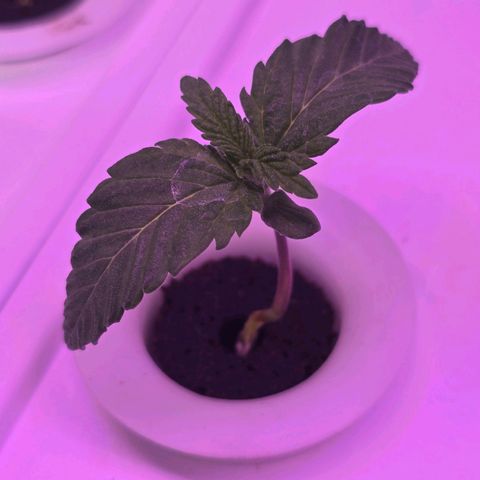 Space Queen growlog timeline photo