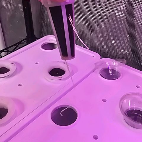 Space Queen growlog timeline photo