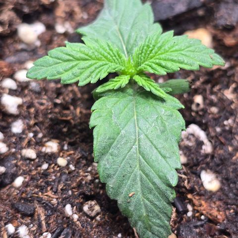 Space Queen growlog timeline photo