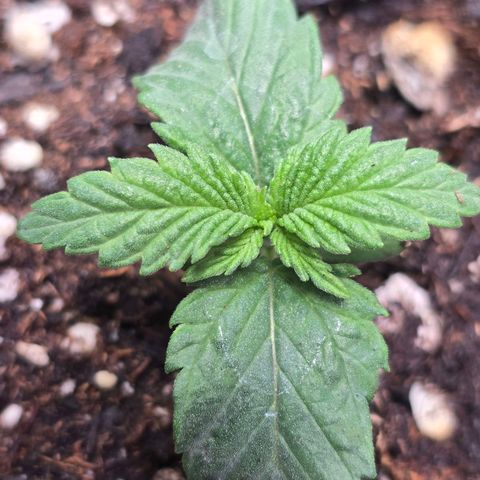 Space Queen growlog timeline photo