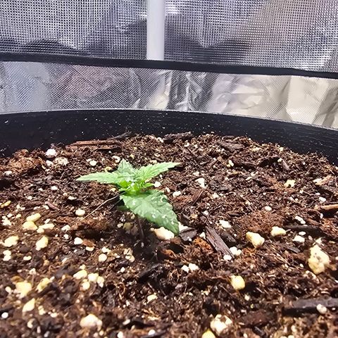 Space Queen growlog timeline photo