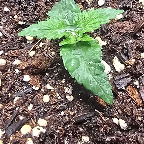 Space Queen growlog timeline photo