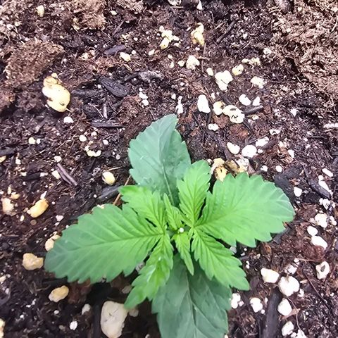 Space Queen growlog timeline photo