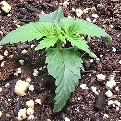Space Queen growlog timeline photo