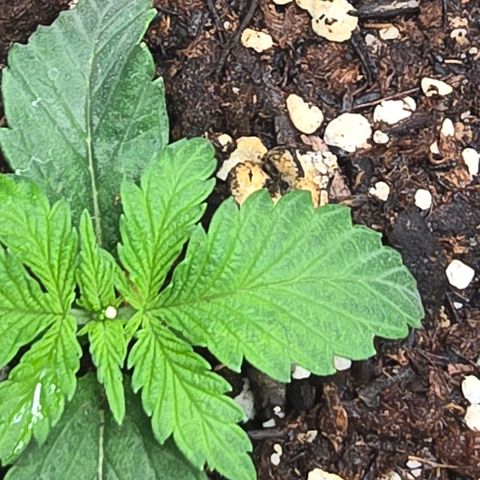 Space Queen growlog timeline photo