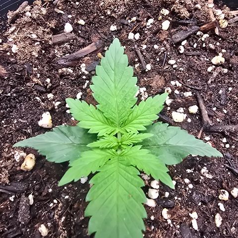 Space Queen growlog timeline photo