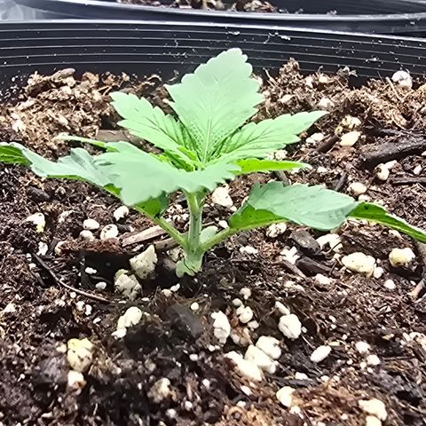 Space Queen growlog timeline photo
