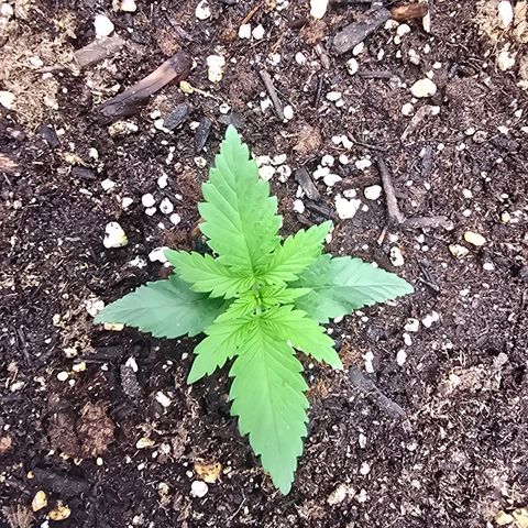 Space Queen growlog timeline photo