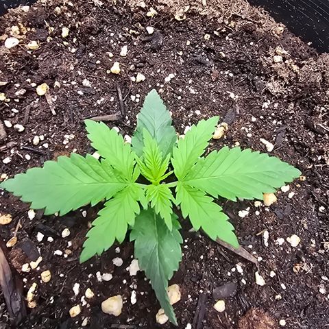 Space Queen growlog timeline photo
