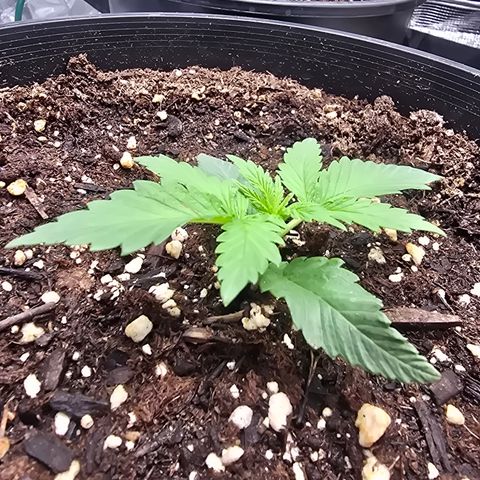 Space Queen growlog timeline photo
