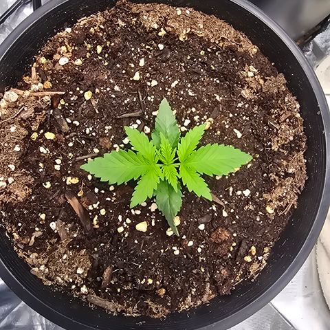 Space Queen growlog timeline photo