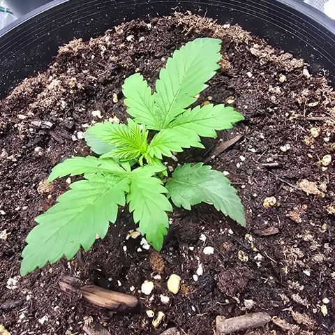 Space Queen growlog timeline photo