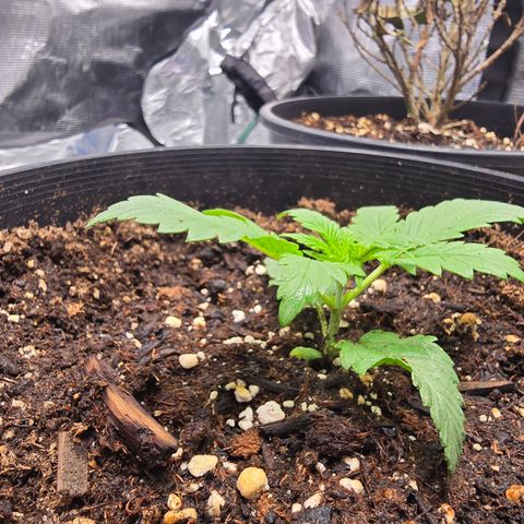 Space Queen growlog timeline photo
