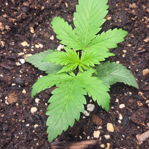 Space Queen growlog timeline photo