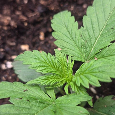 Space Queen growlog timeline photo
