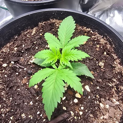Space Queen growlog timeline photo