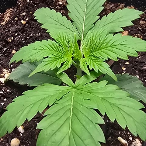 Space Queen growlog timeline photo